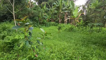 Dijual Tanah Untuk Peternakan Pertanian 34 Are Penebel Tabanan