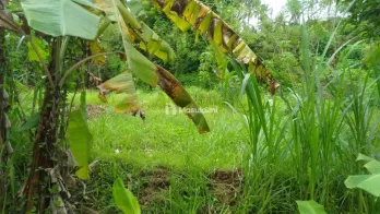 Investasi Cerdas Tanah Strategis Desa Sangsit Sawan Buleleng Seluas 26229m2