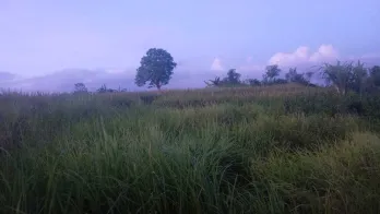 Sewa Jangka Panjang Tanah 25 Are Kaba Kaba Kediri Tabanan