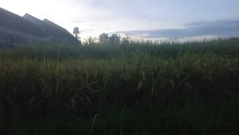 Sewa Jangka Panjang Tanah 25 Are Kaba Kaba Kediri Tabanan