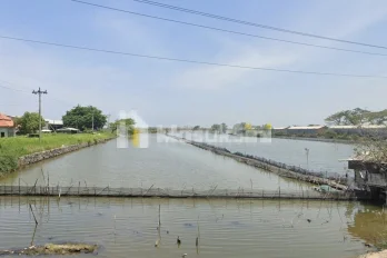 Jual Tanah Sangat Luas di Arteri Kaliwungu Kabupaten Kendal