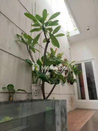 RUMAH MINIMALIS DAN CANTIK LOKASI SULFAT