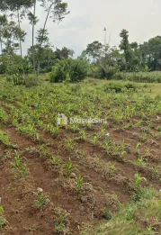 Tanah 5 Hektar SHM Utk Perumahan Permukiman di Tanjungsari Sumedang