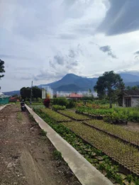 tanah s1domulyo derah pasar bunga