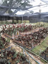 dijual tanah di pasar bunga sidomulyo