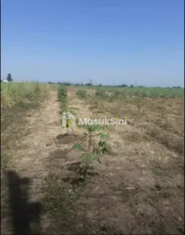 Jual Tanah Sawah di Kawasan Winong Kab Jombang