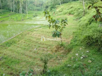 Tanah Strategis Dekat Jalan Raya Singosari