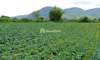 Dijual Tanah Datar Pegunungan Berastagi 15.200m² kec. Barus Jahe