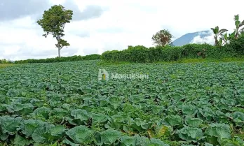 Dijual Tanah Datar Pegunungan Berastagi 15.200m² kec. Barus Jahe