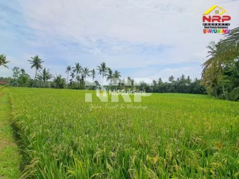 Dijual Tanah Sawah Produktif - di Kemiren Banyuwangi Kota