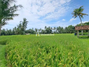 Dijual Tanah Sawah Produktif - di Kemiren Banyuwangi Kota