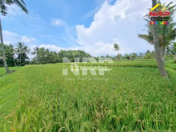 Dijual Tanah Sawah Produktif - di Kemiren Banyuwangi Kota