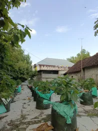 Gudang + Rumah + Greenhouse 2,5M SAJA