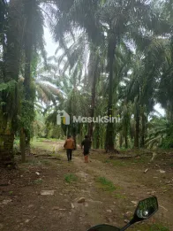 Jual Kebun Sawit Murah 92.304 m² di Talun Kenas Deli Serdang
