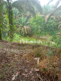 Jual Kebun Sawit Murah 92.304 m² di Talun Kenas Deli Serdang