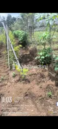 DIJUAL TANAH ORO-ORO BATU JATIM