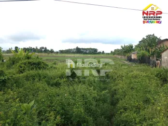 Sawah dijual di Blimbingsari Banyuwangi Dekat Pantai
