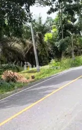 Tanah Dijual Poros Jalan Simpang Tuan Jambi