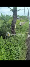 DIJUAL TANAH MBAMBAN PAKIS