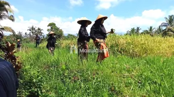 Lahan Sawah Dijual di Desa Tamansuruh, Glagah Banyuwangi