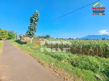 Dijual Tanah Murah Akses Jl Aspal di Wongsorejo Banyuwangi