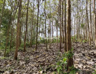 Tanah dengan 500 Pohon Jati di Suruhwadang, Kademangan Blitar