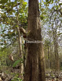 Tanah dengan 500 Pohon Jati di Suruhwadang, Kademangan Blitar