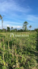 Tanah LT 2.100m2 di Bangsring Banyuwangi