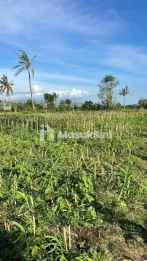 Tanah LT 2.100m2 di Bangsring Banyuwangi