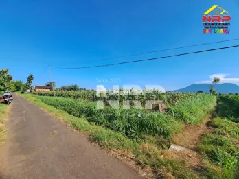 Tanah Sawah Dijual di Wongsorejo Banyuwangi Luas 23.489 m&sup2; SHM Akses Aspal