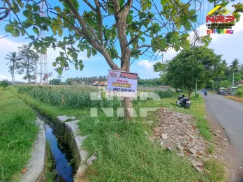 Tanah Sawah Luas 6.670 m&sup2; di Sobo Banyuwangi Tepi Jalan Utama