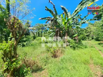 Dijual Tanah 100 jtan - Bulusan Banyuwangi