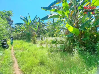 Dijual Tanah 100 jtan - Bulusan Banyuwangi