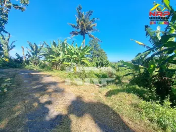 Dijual Tanah Dekat Pantai Blimbingsari - Banyuwangi