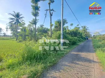 Dijual Tanah kebun produktif di pendarungan - Banyuwangi
