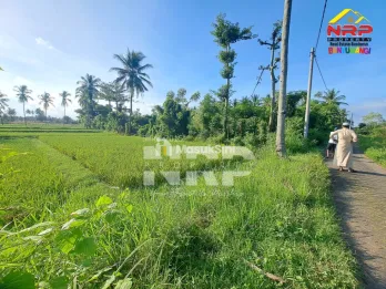 Dijual Tanah kebun produktif di pendarungan - Banyuwangi