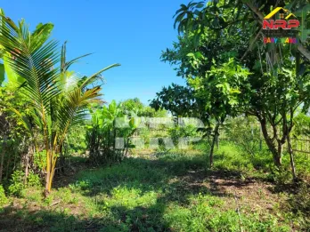 Dijual Tanah Murah 100 jtan di Pondoknongko - Banyuwangi