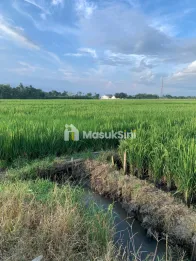 Tanah Pinggir Jalan Semeru Desa Klompangan Ajung Jember