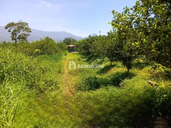 Dijual Tanah Kebun Jeruk Produktif di Jl Dieng Atas Malang