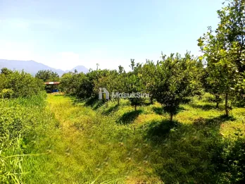Dijual Tanah Kebun Jeruk Produktif di Jl Dieng Atas Malang