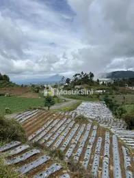Tanah Area Wisata Dieng Wonsobo