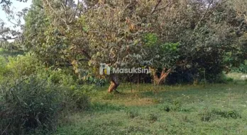 jual tanah kebun murah nempel jalan kabupaten