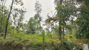 jual tanah kebun nempel jalan kabupaten