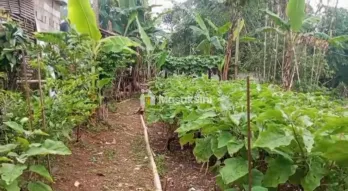 rumah kontrakan ples tanah kebun