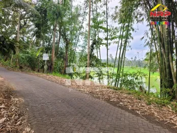Dijual Tanah Sawah Produktif di Licin Banyuwangi