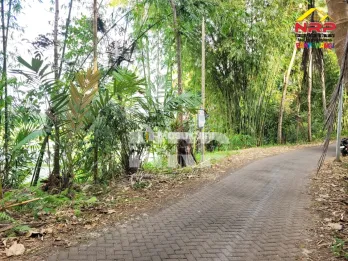 Dijual Tanah Sawah Produktif di Licin Banyuwangi
