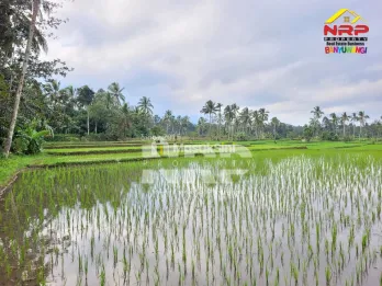Dijual Tanah Sawah Produktif di Licin Banyuwangi
