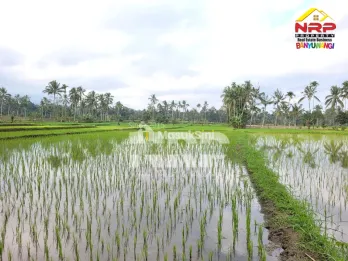 Dijual Tanah Sawah Produktif di Licin Banyuwangi