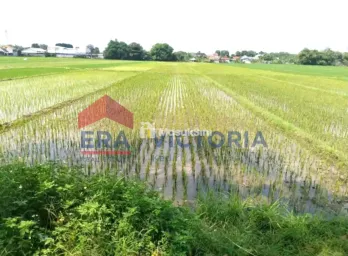 Tanah Sawah di Tambakrrjo Jombang Area Perumahan