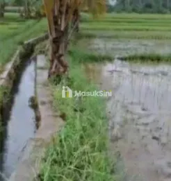 Dijual Murah Sawah Luas Di Tengah Kota Banyuwangi